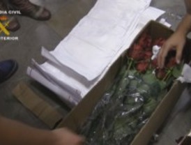 Detenidos por importar cocaína oculta en flores