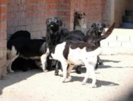 Un hombre con 'síndrome de Noé' acumulaba medio centenar de perros en una habitación