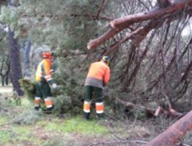 Pozuelo realiza las labores de poda del arbolado urbano