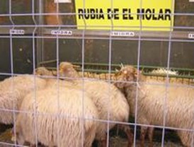 El Molar acogerá del 5 al 7 de septiembre la Feria Agropecuaria