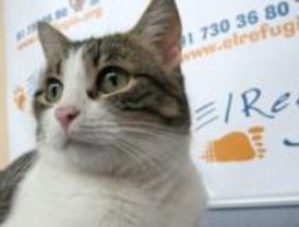 Condenado por lanzar tres cachorros de gato desde un coche en marcha