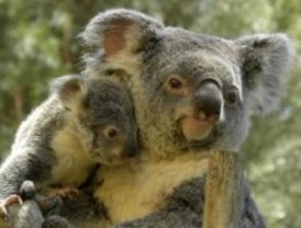 Treinta especies de eucalipto para los koalas madrileños
