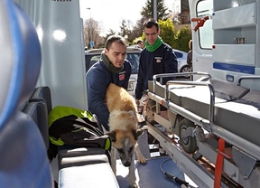 Las Rozas atendió en 2013 a 400 animales extraviados