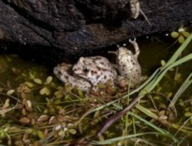 Sueltan 600 sapos parteros en el parque de Peñalara para evitar su extinción
