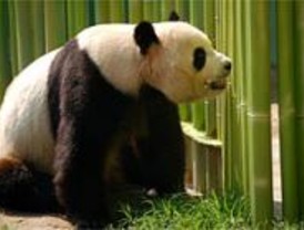 El Zoo acoge una exposición sobre los pandas y su pueblo natal