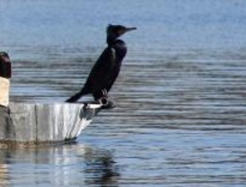 El lago de la Casa de Campo tiene nuevos habitantes