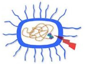 La reparación de roturas de ADN, en 3D gracias al CSIC-UAM