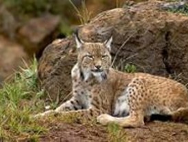 Madrid podría recuperar el lince ibérico 'si hace un esfuerzo'