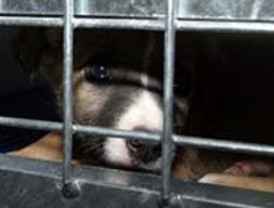 Madrid es la tercera comunidad donde más animales son abandonados