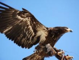 Devuelven un águila al Safari de Madrid