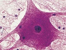 Por qué se duplica el ADN en las neuronas