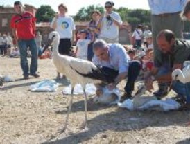GREFA cura y libera a 17 cigüeñas blancas en Alcalá