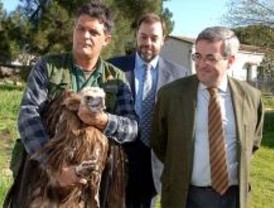 Madrid cede siete buitres negros para su conservación en Cataluña