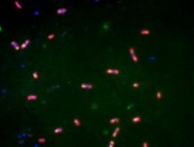 Sondas FISH para el control de biopelículas en la industria papelera