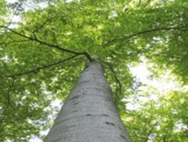 Valorización de CO2: ¿Residuo o materia prima?