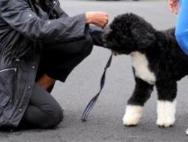 Multas de 300 euros por no llevar el carnet de mascotas