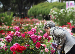 Los madrileños pueden elegir su rosa favorita