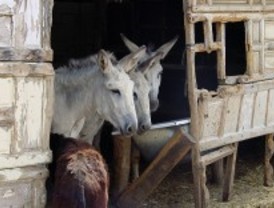 Aumenta el abandono de caballos y burros por la crisis
