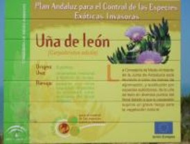 ¿Conocemos los impactos de las especies invasoras?
