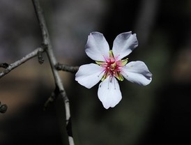 Los almendros florecen en la quinta de Los Molinos