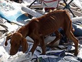Madrid, la ciudad con más 'cacas de perros', según el PSOE