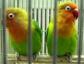Mejor adoptar animales que comprarlos