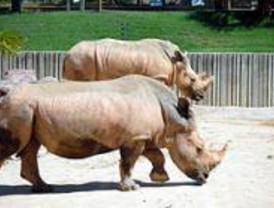El Zoo insemina por primera vez en España a una hembra de rinoceronte blanco