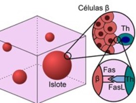 Un paso más frente a la diabetes