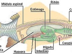 Como pez en el agua