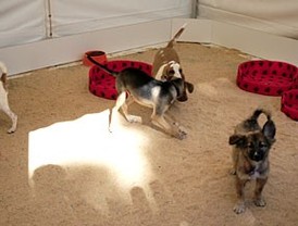 El Retiro acoge este fin de semana el Salón de Adopción de Animales de Compañía