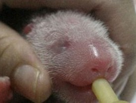 Los nuevos osos pandas del Zoo se encuentran bien