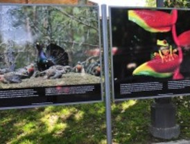 'Los bosques del mundo' llegan al Retiro