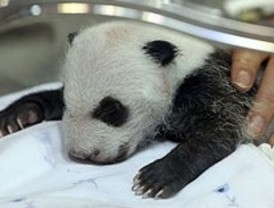 Una de las crías de panda ya tiene nombre