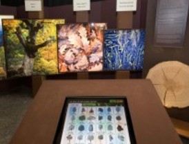 La exposición 'El bosque. Mucho más que madera', en Alcorcón