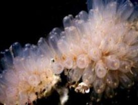 Avance en el estudio del tratamiento del cáncer de ovario