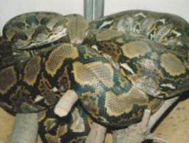 'Cacería' por GPS de especies exóticas en el Parque del Sureste