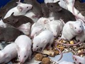 El PP exige medidas ante una plaga de ratones en Getafe
