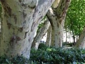 El árbol, protagonista en el Día Mundial Forestal