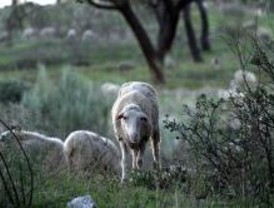 La Comunidad prepara la IV Ruta Madrileña de la Trashumancia