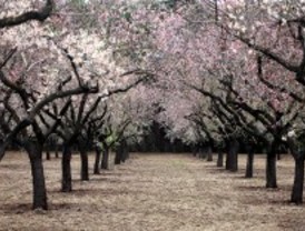 Florece la Quinta de los Molinos