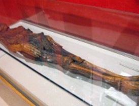 La momia guanche no será trasladada a Tenerife