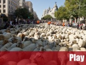 Cinco mil ovejas recuperan su cañada