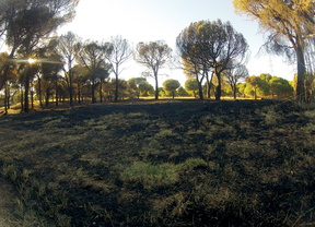 Recuperación de la zona quemada de la Dehesa en Las Rozas
