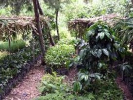 Vacunas para plantas