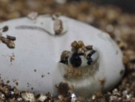 Nacen en Faunia 18 cobras reales, una especie muy venenosa y en peligro de extinción