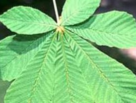 Ecologistas denuncia que los castaños del Retiro pierden hojas