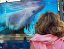 Un viaje por el mundo submarino sin salir del Retiro