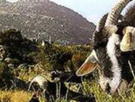 La sobrepoblación de cabras montés en la Pedriza obliga a dispersarlas
