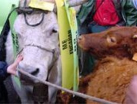 El COAG se concentrará en Madrid el día 28 por los precios de la leche