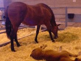 El espectáculo ecuestre 'Cavalia' llega a Madrid